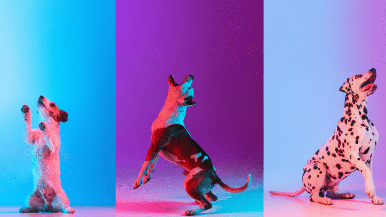 What your brand can learn from a dog show
