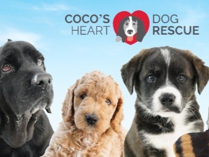 Saying Yes When It Matters Most: Coco’s Heart Dog Rescue