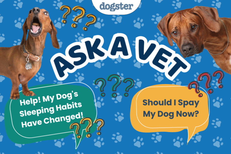 Ask Dr. Paola- Help! My Dog’s Sleeping Habits Have Changed! (May 18, 2026)