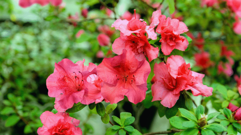 The Complete Dwarf Azalea Care Guide