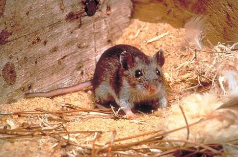 Hantavirus cases confirmed on cruise ship