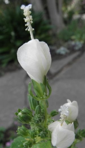White Turk’s Cap For Sale at the Raincatcher’s Plant Sale