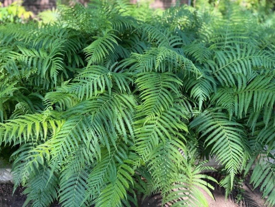 Wood Ferns in the Garden