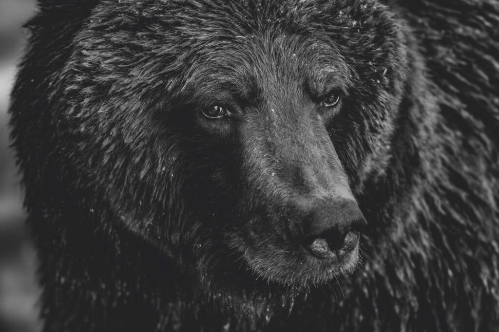 In ‘Reverence,’ Three Decades of Paul Nicklen’s Remarkable Photographs Exalt Nature