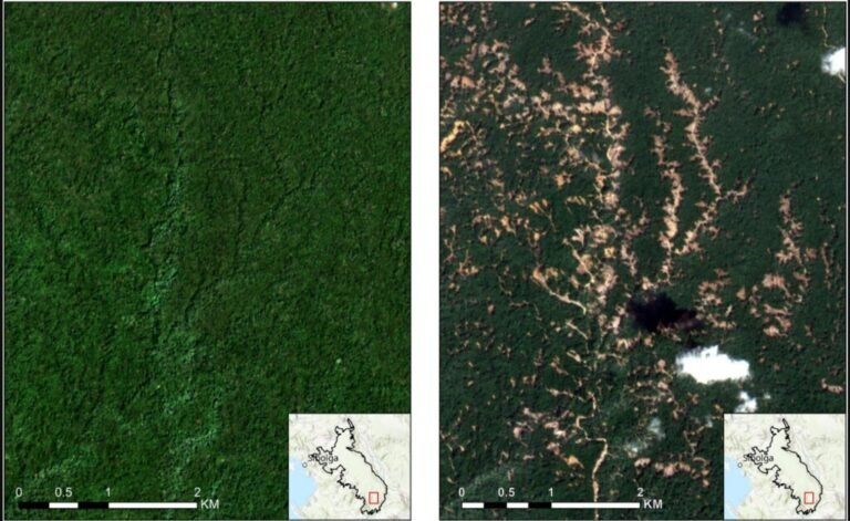 Our new paper: Extreme rainfall further endangers the world’s rarest great ape