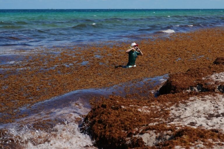Smelly sargassum inundates Florida beaches. These states could be next