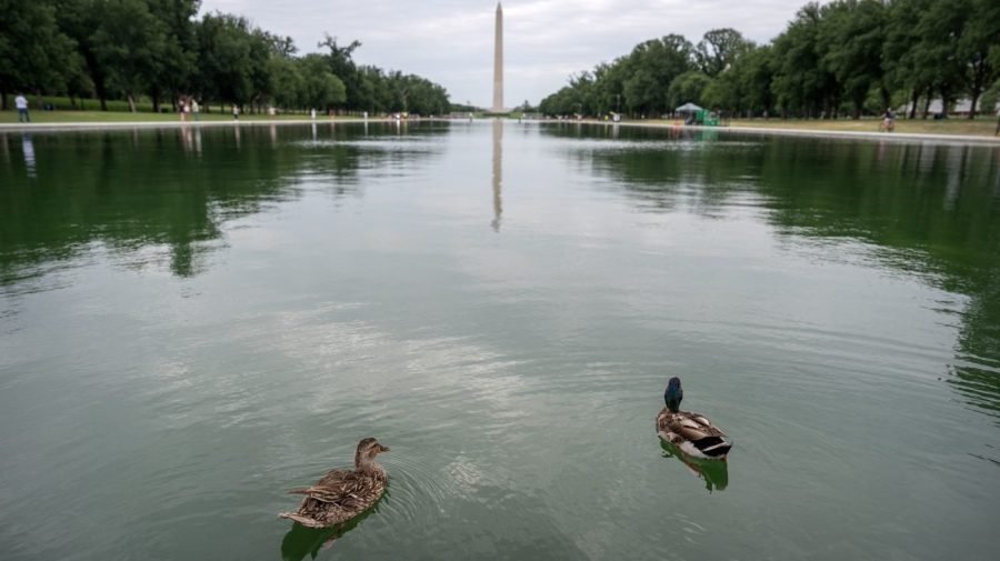 Two more ducks found dead near Reflecting Pool