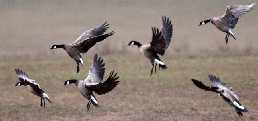 Fish and Wildlife Service proposed its largest hunting and fishing expansion, benefiting everyone