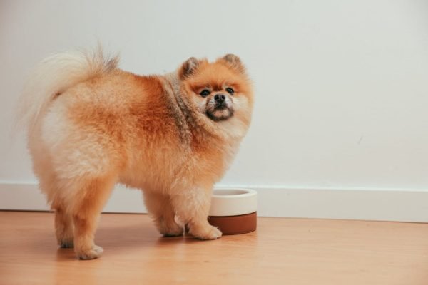 Why Some Dogs Treat Mealtime Like Playtime – And When to Pay Attention
