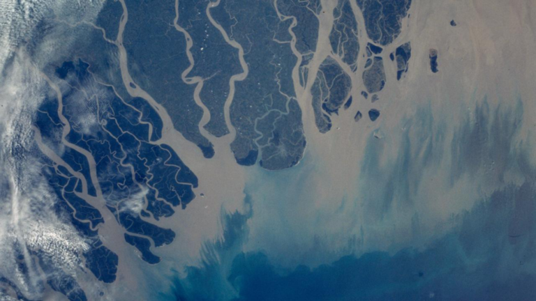 Shoreline Migration, Sediment Accumulation, and Blue Carbon Storage