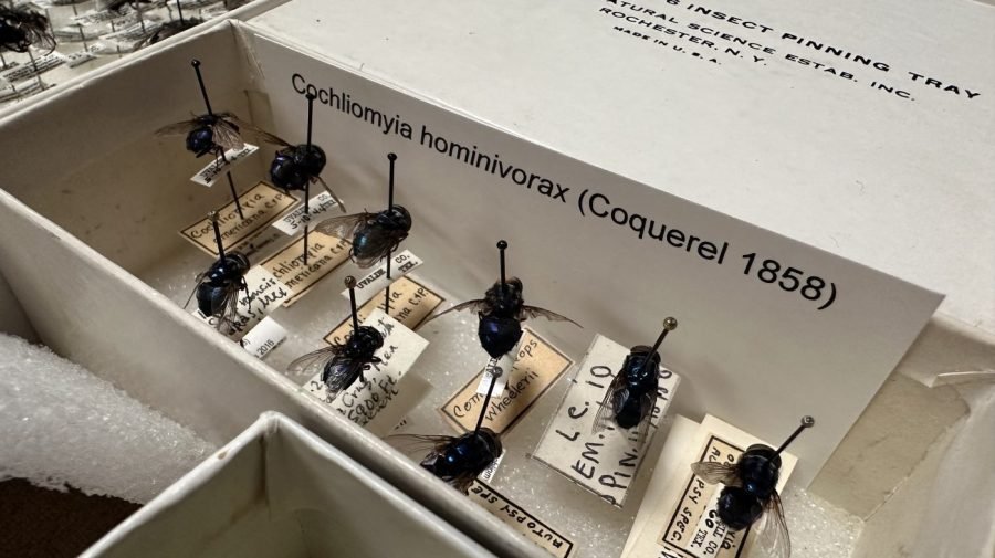 USDA confirms second screwworm fly found in Texas