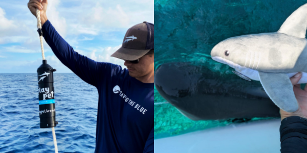 Make Waves with Play Pet Brands and Saving the Blue