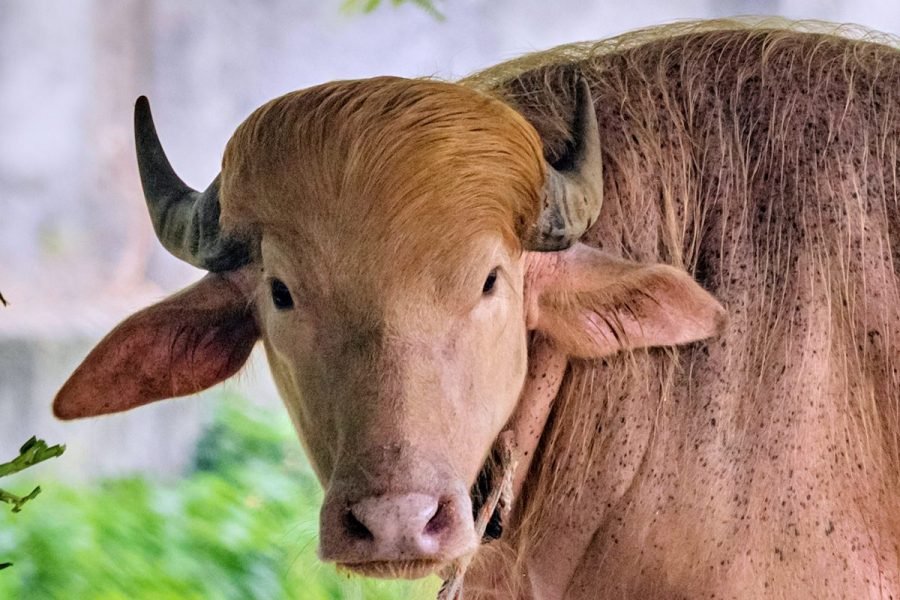 Buffalo named Donald Trump for his golden hair is sensation at Bangladesh zoo
