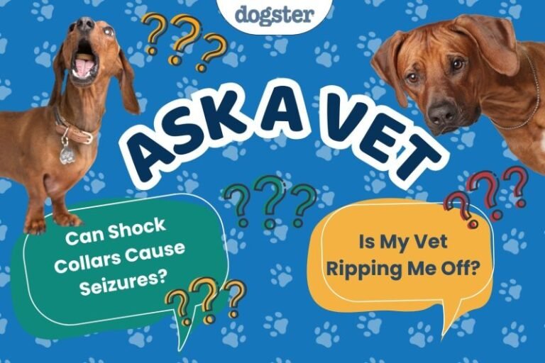 Ask Dr. Paola- Help! Can Shock Collars Cause Seizures? (June 1, 2026)