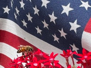 Patriotic and Pollinator Friendly Flowers 