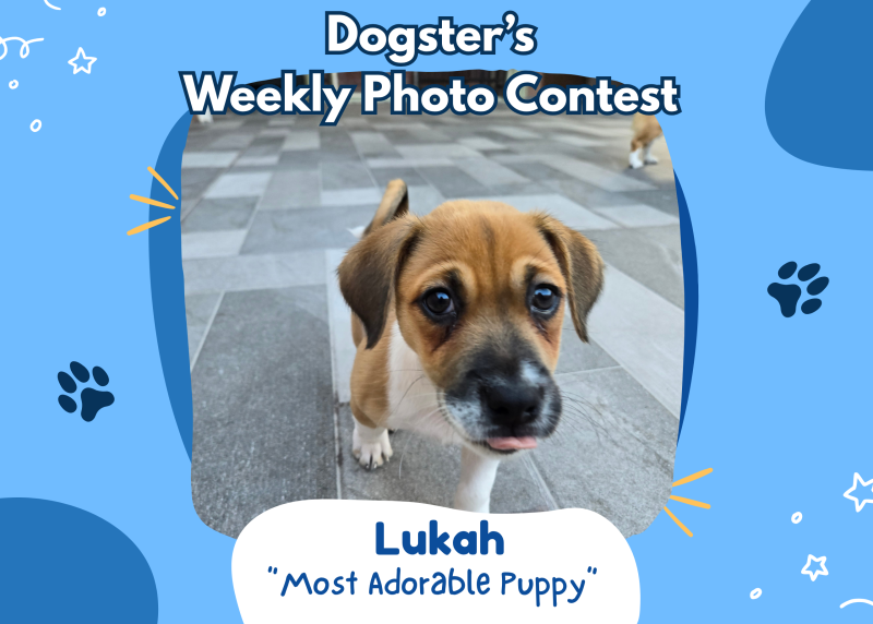 Dogster’s Weekly Photo Contest Winners: Most Adorable Puppy (June 8, 2026)