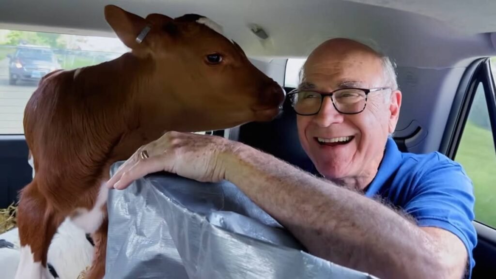 Watch Two Calves Take A 600-Mile Toyota 4Runner Road Trip To A New Life