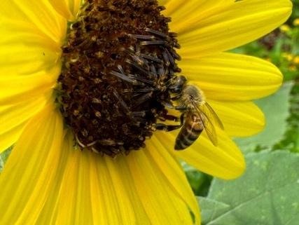 June is National Pollinator Month