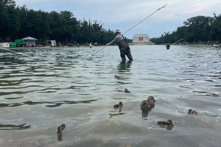 Dead ducks add to Trump’s reflecting pool drama