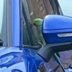 Rogue Parakeet Carries Out Potentially Unstoppable Campaign Of Car Damage