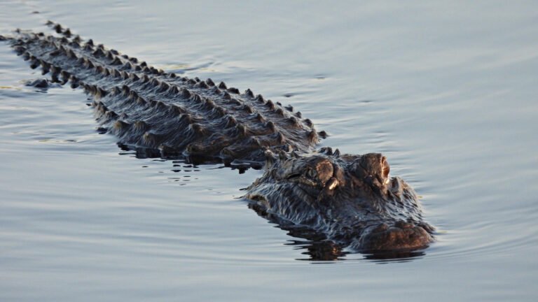 Hero Alligator Attacks Fleeing DWI Suspect, Slowing Him Down For The Arrest