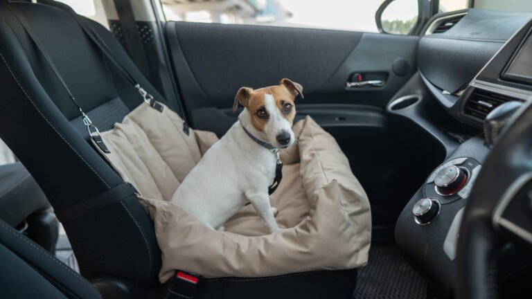 What's The Best Car For Your Dog?