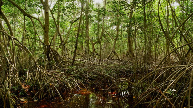 Mangroves May Be Losing Their Grip on Carbon Storage as Sea Levels Rise