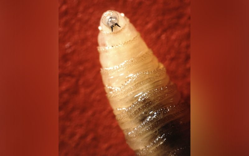 Flesh-eating New World screwworm can infect humans and pets. Here are the symptoms to look for