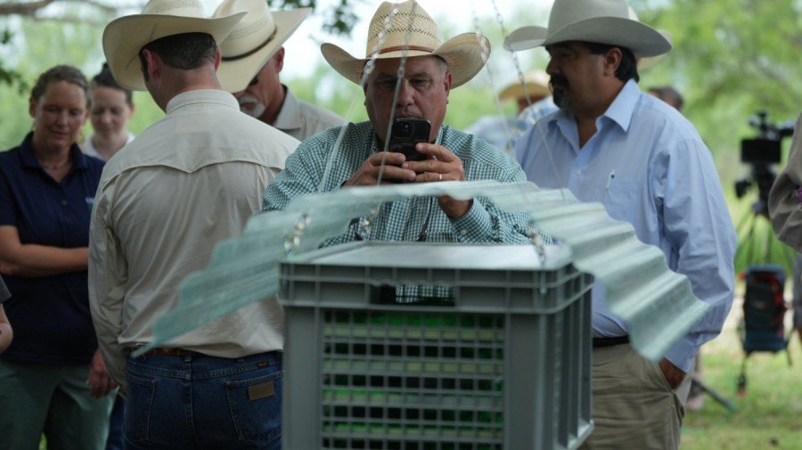 The Texas screwworm cases are a wake-up call for US biosecurity