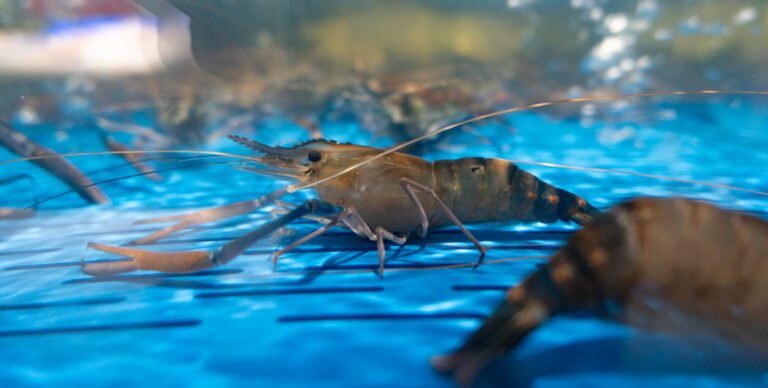 Spring Innovation Fund debuts as first venture philanthropy firm dedicated to animal welfare tech