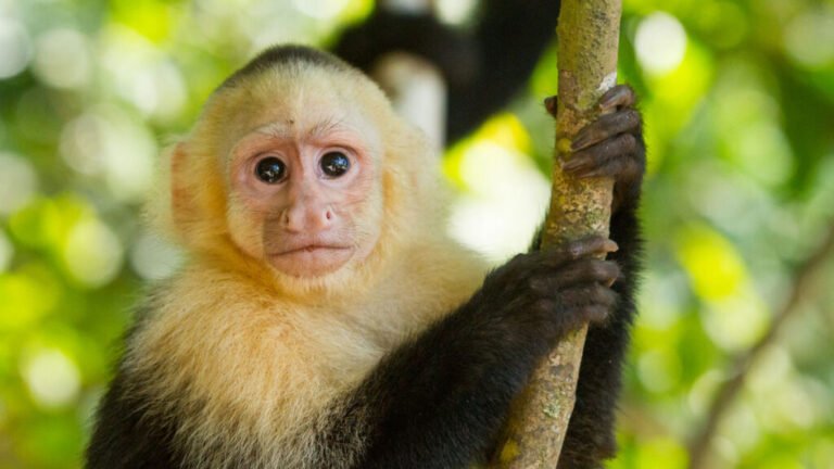 Climate Extremes May Be Reshaping Monkeys’ Social Structures