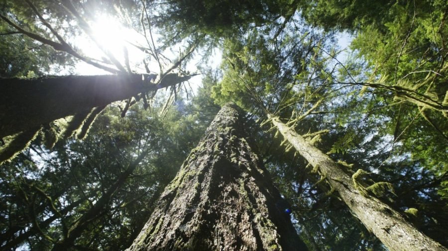 Trump administration rolls back key endangered species protection