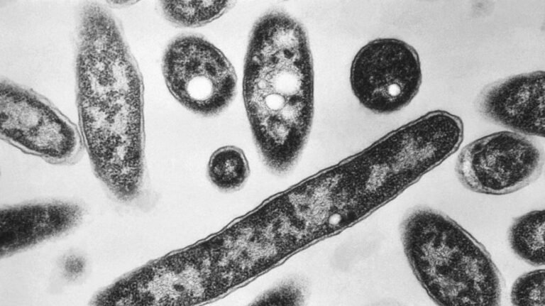 Third person dies amid NYC Legionnaires' outbreak, officials say