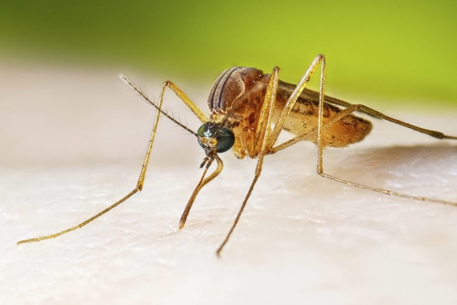 West Nile virus cases hit 22-year spike. Here's where activity is highest in US