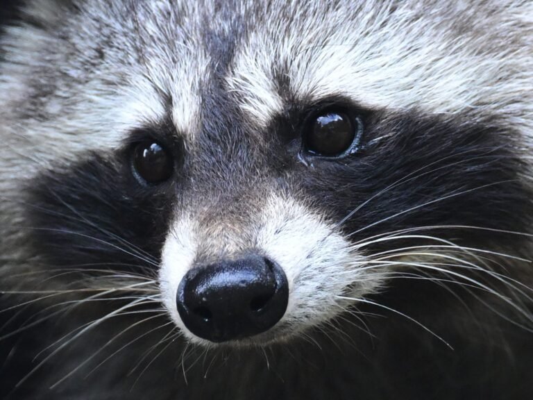 Jimothy the raccoon is proof that being weird, feral, and unknowable is the key to winning the internet