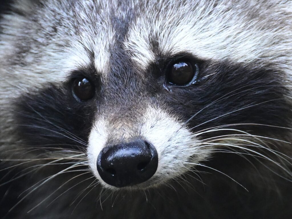 Jimothy the raccoon is proof that being weird, feral, and unknowable is the key to winning the internet