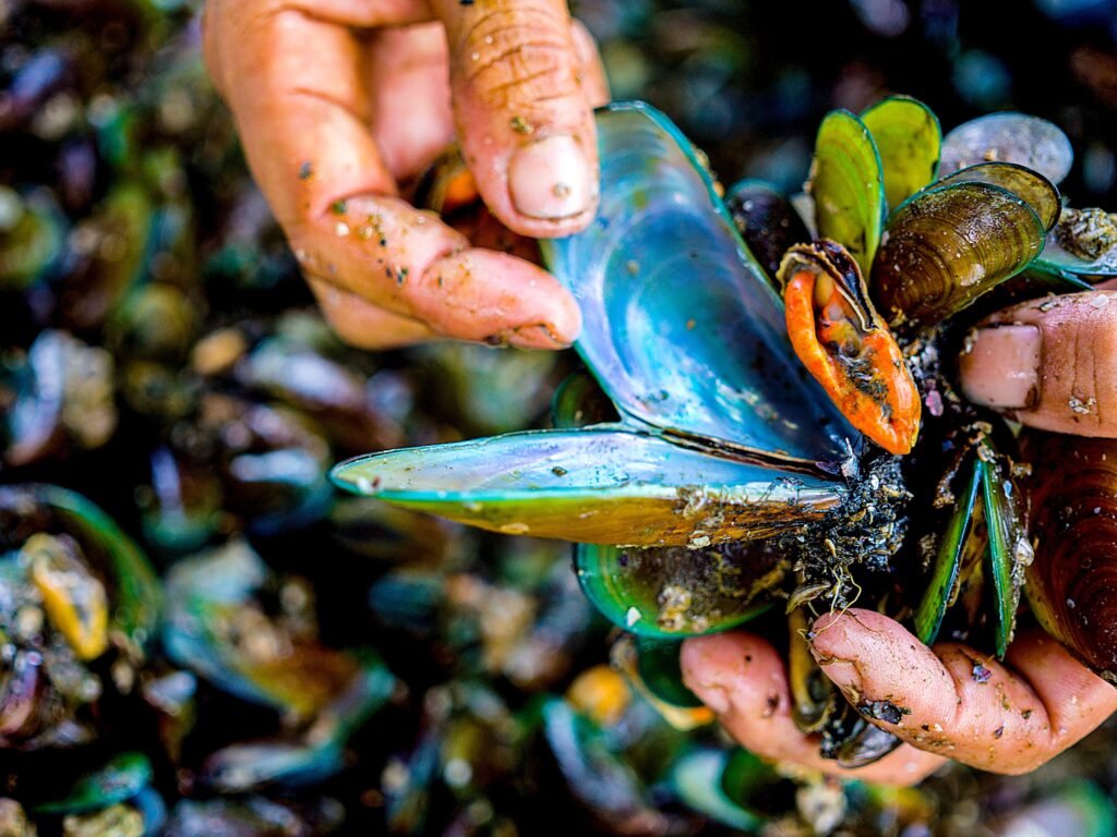 How families risk their lives harvesting toxic green mussels in Indonesia