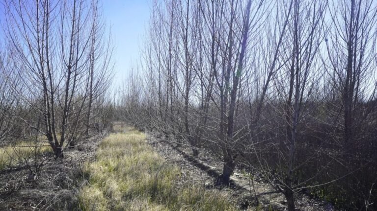 Activists climb rare Arizona cottonwood to shield it from Trump border wall construction