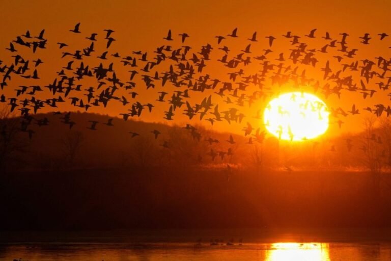 How often the sun would rise after 8 a.m. under permanent daylight saving time