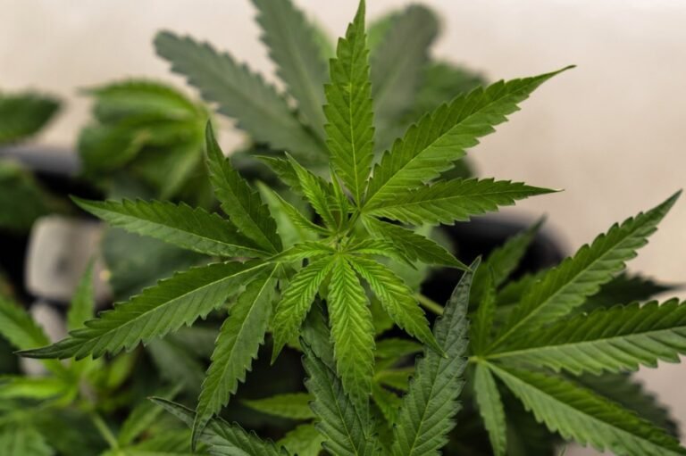 Marijuana rescheduling hearings are finally here, but rescheduling is not enough