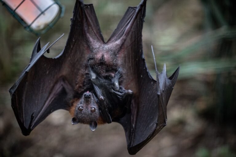 Boy dies from rabies after waking up to bat on his face