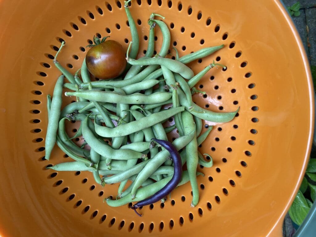 Tricks to Ensure a Good Harvest