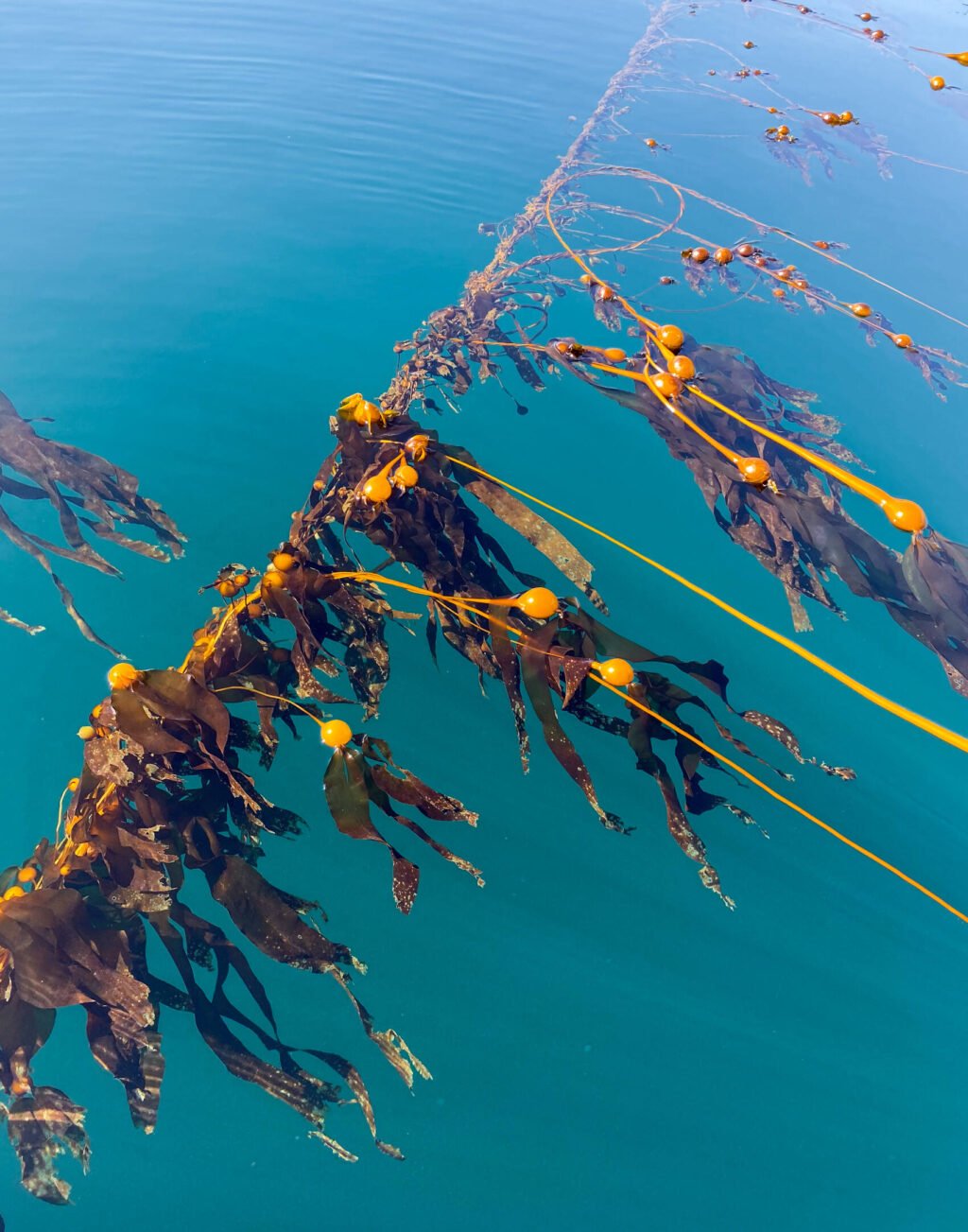 How this British Columbia project is restoring Canada's disappearing kelp forests