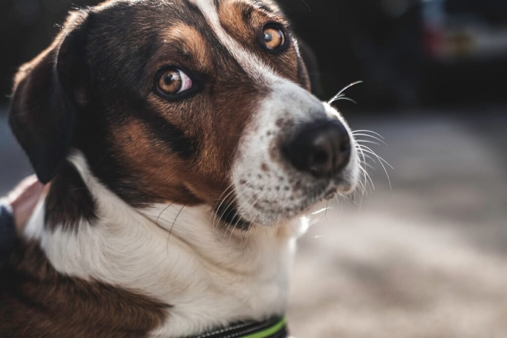 Why Do Dog Farts Smell So Bad? A Vet Answers This Pressing Question