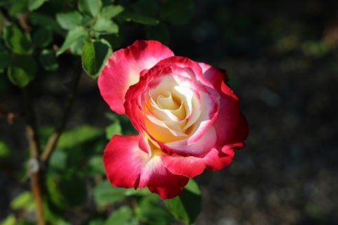 Tell Us Pleasant Things – Isaiah 30:9-11