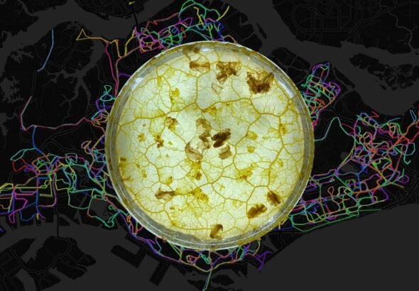 Forget AI training data. This startup learned from slime mold