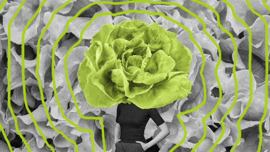 Is it safe to eat lettuce again? The answer is more complicated than you think