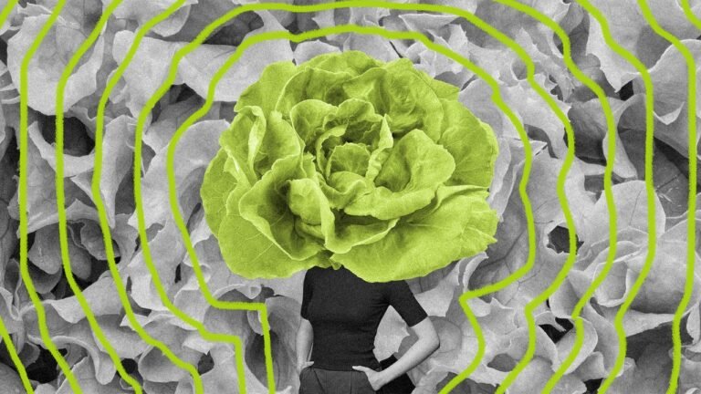 Is it safe to eat lettuce again? The answer is more complicated than you think
