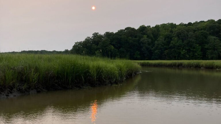 Tracking 20 Years of Productivity in Tidal Wetlands
