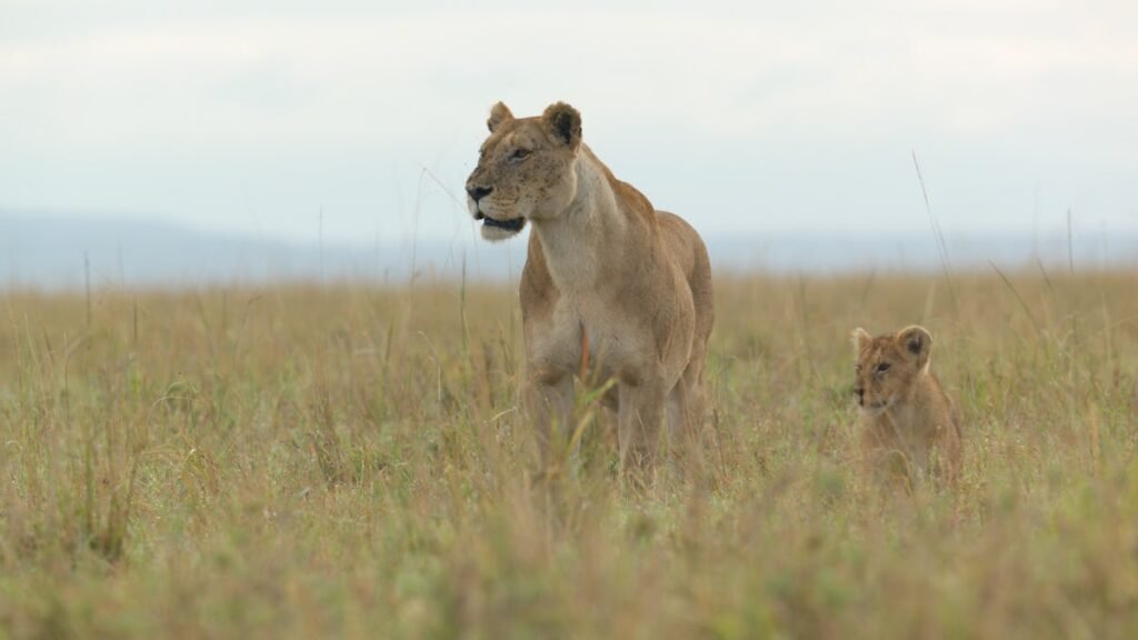 'LION': Meet Kio, The Cub At The Heart Of National Geographic's New Docuseries